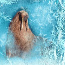 Northern Heat Symbol Walrus
