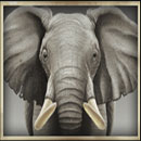 Safari Symbol Elephant