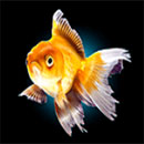 Water Tiger Symbol Gold Fish
