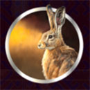 Bison Gold Symbol Rabbit