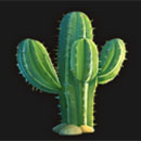 Buffalo Bullion Cactus