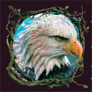 Forest Richness Eagle