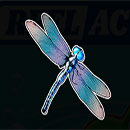 Big Bass Bonanza – Reel Action Dragonfly