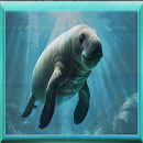 FloridaMan Seal