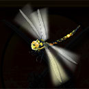 Samurai Code Dragonfly
