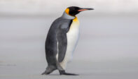 penguin2