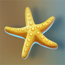 Cherry Bomber Starfish