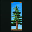 Big Stack Lumberjack Spruce