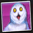 Dumb and Dumber Route to Riches Owl