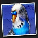 Dumb and Dumber Route to Riches Pigeon