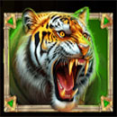 Eye of Spartacus Tiger