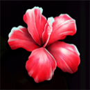 Club Tropicana Happy Hour Flower