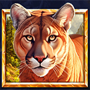 5 Wild Wolves Lioness