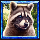 5 Wild Wolves Racoon