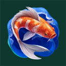 Cranky Panda Koi