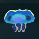 Fish and Bird BlueJelly