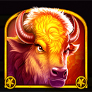 Wolf Gold 4 Pack Buffalo