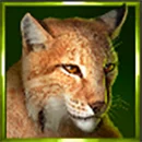 Buffalo Coin Hold The Spin Symbol Lioness