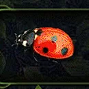 3 Butterflies Paytable SYmbol 3