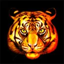 Chinese Tigers Symbol Orange