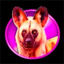 Rhino Mania Symbol Hiena