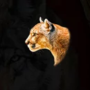 Wild Animals paytable SYmbol 9