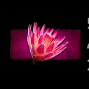 Savage Lion Paytable Symbol 1