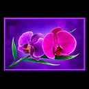 Volcano Rising Paytable Symbol 5
