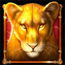 Book of Savannah’s Queen Lioness