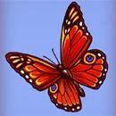 Mad Monkey Butterfly