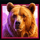 Himalayan Wild Bear
