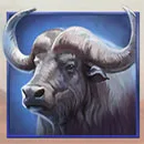 Savannah Pride Ox