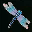 Big Bass Bonanza 1000 Dragonfly