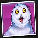 Dumb and Dumber Route to Riches Owl