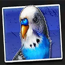 Dumb and Dumber Route to Riches Pigeon