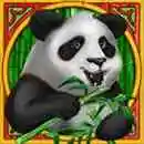 Panda Panda Wild