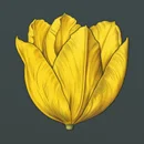 Mystery Garden Paytable Symbol